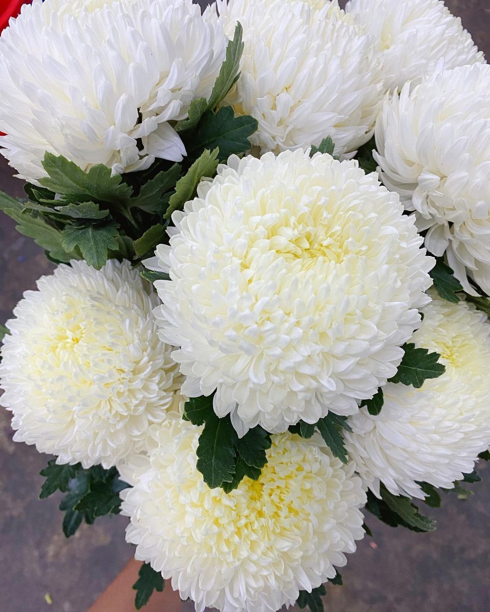 Chia sẻ 82+ các loại hoa cúc trắng siêu hot - trieuson5