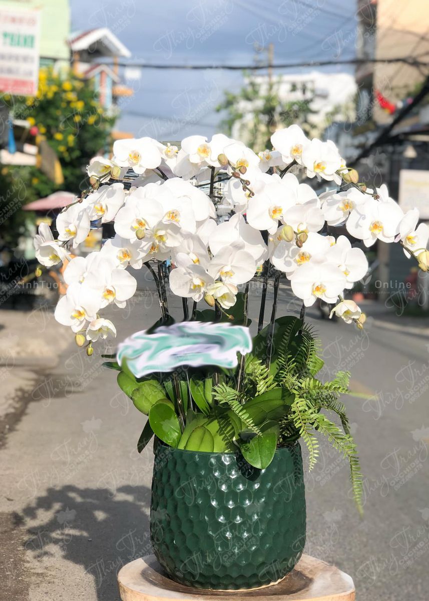 hoa lan hồ điệp trắng