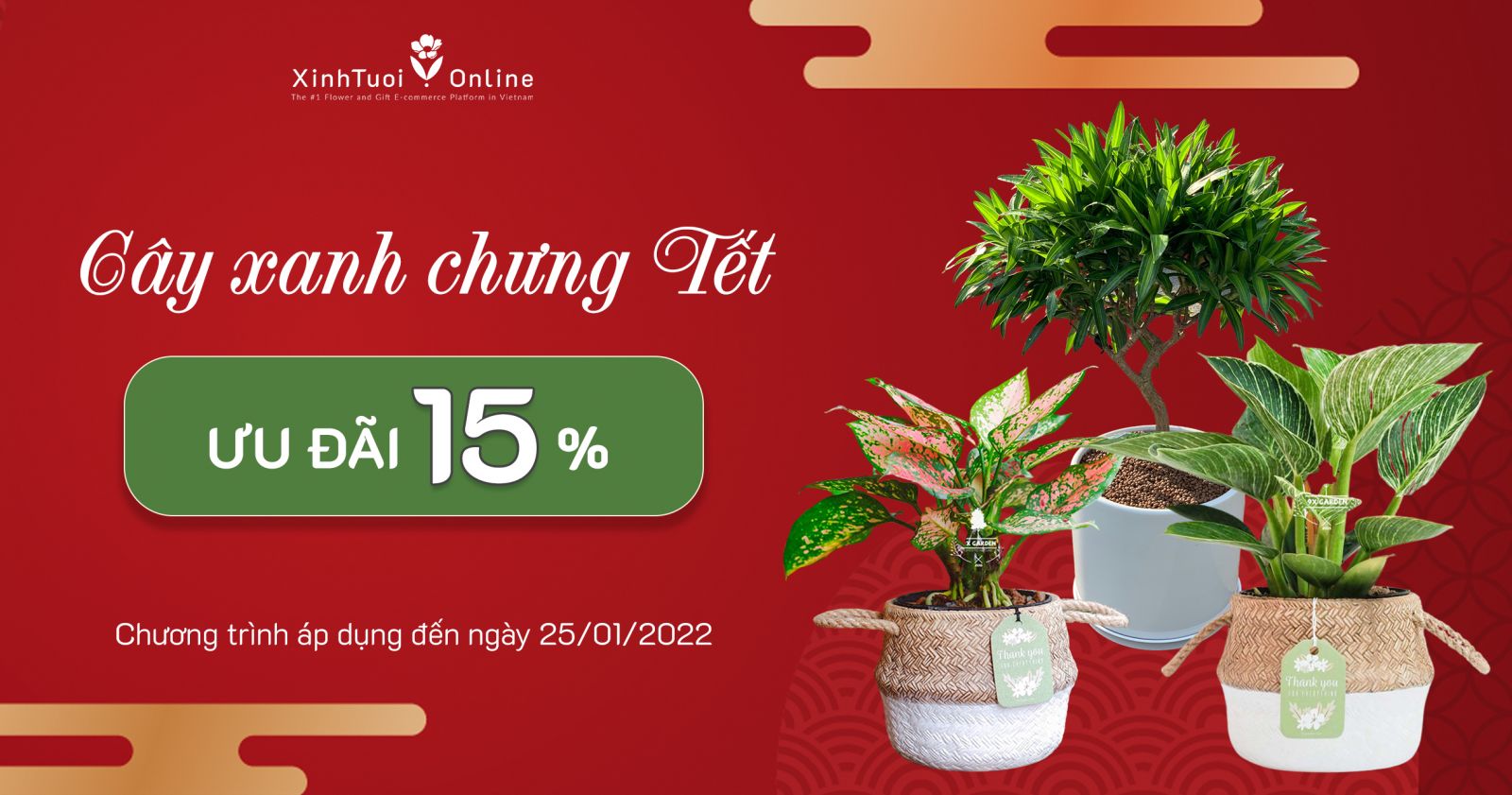 Sale 15% cây chưng Tết - Xinh Tươi Online