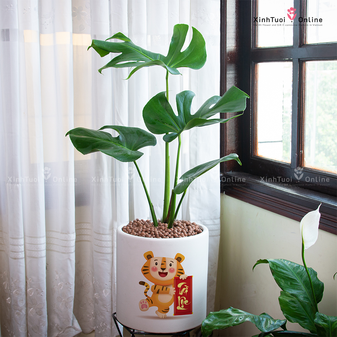 Cây xanh chúc mừng khai trương hồng phát