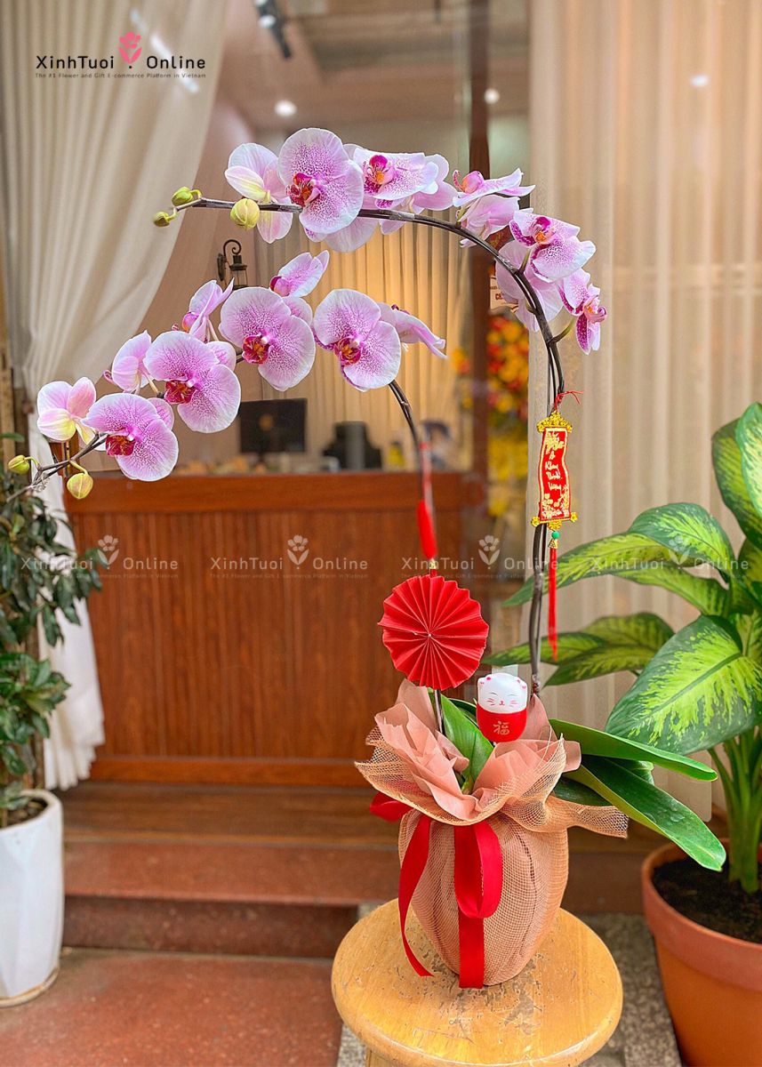Hoa chúc mừng ngày Thầy thuốc Việt Nam